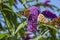 Details of two thistle butterflies on a flower of a Buddleia in Zoetermeer, Netherlands 8