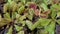 Details with Venus flytraps Dionaea muscipula carnivorous plants