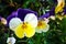 Details of violet-white-yellow blooming pansy