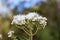 Details of a white flower