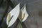 Details of a white Peace Lily or Spathiphyllum cochlearispathum in the sunshine