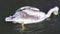 Details of a white pelican on water