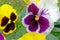 details of white and purple Pansy flower in Spring