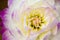 Details of white, yellow and purple dahlia flower macro close up photography