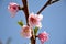 Details of a wild blossoming peach tree