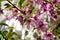 Details of a wild blossoming peach tree