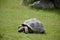 Details of wild Galapagos tortoise
