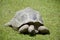 Details of wild Galapagos tortoise