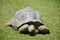 Details of wild Galapagos tortoise
