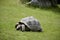 Details of wild Galapagos tortoise