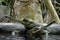 Details of wild gharial reptiles