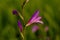 Details of wild gladiolus purple flower and leaves