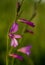 Details of wild gladiolus purple flower and leaves