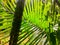 Details of wild jungle ferns with sunlight coming through