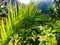 Details of wild jungle ferns with sunlight coming through