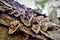 Details of the wooden ear fungus on the trunk in the forest