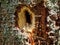Details of woodpecker hole in tree trunk