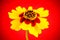 Details yellow red orange wild flower Plains coreopsis, garden golden tickseed Coreopsis tinctoria during Spring and Summer