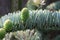 Details of young developing shoots of Noble fir (Abies procera glauca) in a backyard garden.