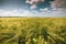 Details with young wheat plants on a field