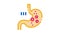 detection of infection in stomach Icon Animation