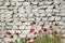 Deteriorating brick wall painted and poppy flowers