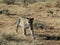 Determined African leopard approaches through barren dry grass in early morning light at Okonjima Nature Reserve, Namibia