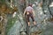 Determined climber clambering up steep wall of rocky mountain. Sportsman overcoming difficult route. Engaging in extreme