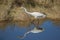 A determined Great Egret