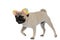 Determined pug walking and wearing a headband with colorful ears