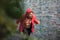 Determined young man in a red hooded shirt preparing for workout