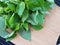 DeThai spice ,Tree Basil are both herbs and foods with aromatic, spicy flavors.