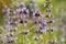 Detial of lavender flowers