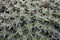 Deuterocohnia brevifolia background