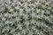 Deuterocohnia brevifolia background