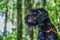 Deutsch-Drahthaar dog handsome lies in green grass, beautiful dog portrait in summer