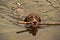 Deutsch Kurzhaar dog swims
