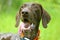 Deutsch kurzhaar dog with tongue out in green meadow at summer. Gun dogs muzzle.