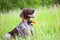 Deutsch kurzhaar with tongue out in meadow. Anxious gun dog with electric collar