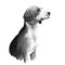 Deutsche Bracke, German Hound, German Bracke, Olper Bracke dog digital art illustration isolated on white background. Grmany