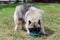 Deutscher wolfspitz is drinking water from dog bowl. Keeshond or german spitz