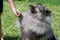 Deutscher wolfspitz giving paw to his owner. Keeshond or german spitz