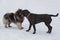 Deutscher wolfspitz and italian mastiff puppy are standing in the winter park. Pet animals