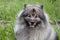 Deutscher wolfspitz is looking at the camera. Keeshond or german spitz.