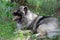 Deutscher wolfspitz is lying on a green meadow. Keeshond or german spitz. Pet animals.