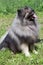 Deutscher wolfspitz sitting on a green meadow with his reward. Keeshond or german spitz