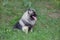 Deutscher wolfspitz is sitting on a green meadow. Keeshond or german spitz. Pet animals