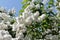 Deutzia blooms in nature