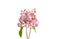 Deutzia flower isolated