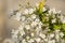 Deutzia gracilis duncan Chardonnay pearls white flowering shrub, beautiful ornamental flowers in bloom